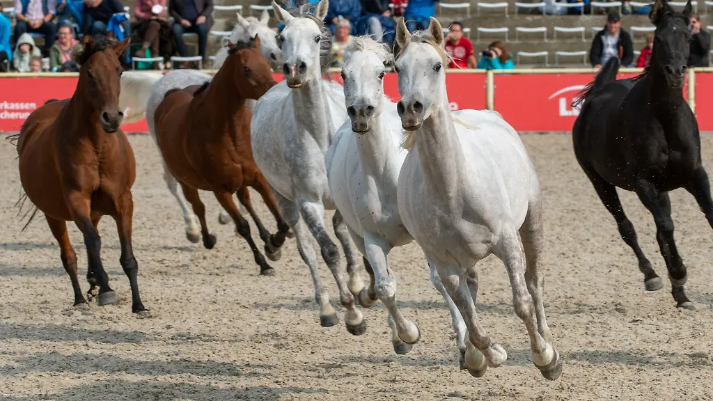 Zuchtstuten-galoppieren-im-Haupt-und-Landgestuet-bei-der-Hengstparade