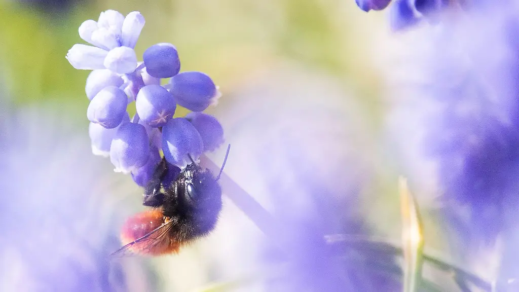 Eine-Wildbiene-sitzt-auf-einer-Traubenhyazinthe