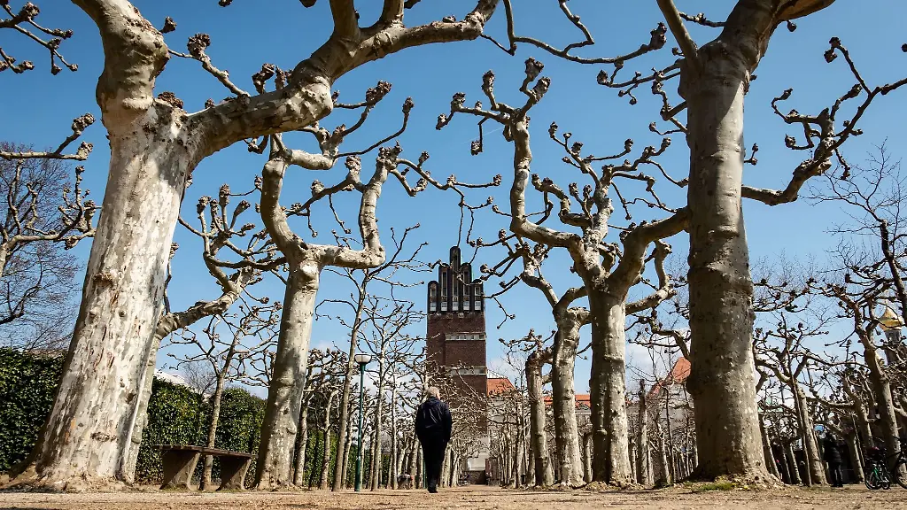 Ein-Mann-geht-bei-strahlendem-Sonnenschein-durch-den-Platanenhain-in-Darmstadt