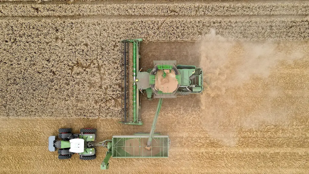 Weizenernte-auf-einem-Feld-im-Landkreis-Mecklenburgische-Seenplatte