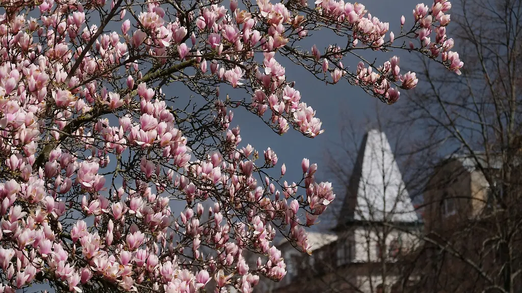 Magnolien-bluehen-an-einer-Strasse