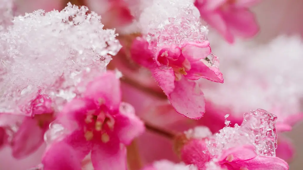 Schnee-liegt-auf-den-Blueten-einer-Blut-Johannisbeere-Ribes-sanguineum