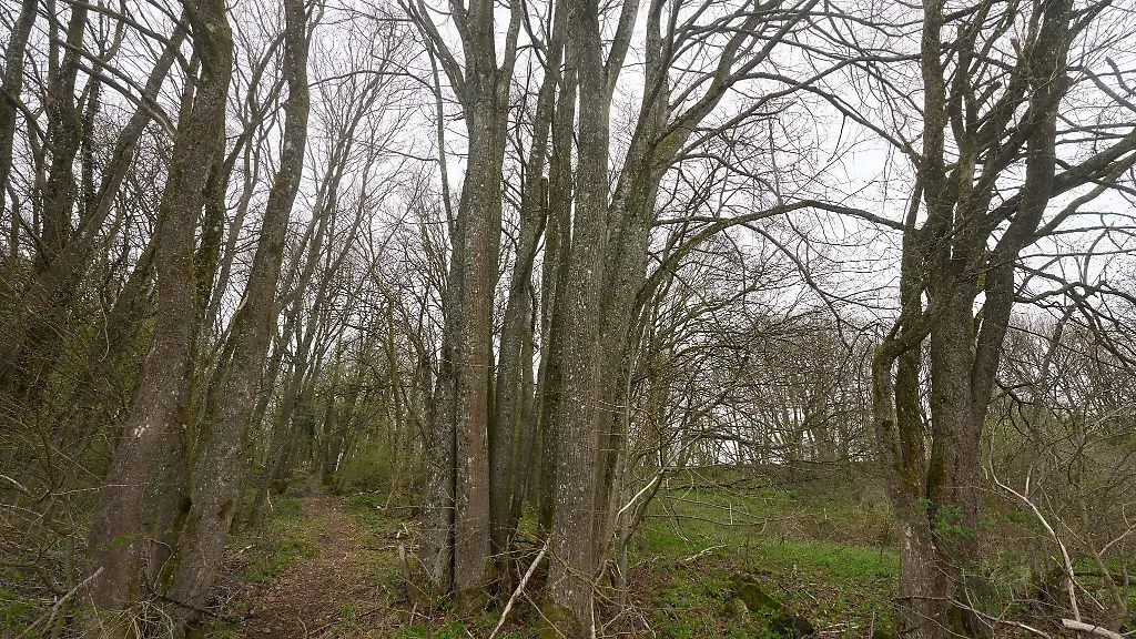 Buchen-stehen-im-Naturschutzgebiet-Nauberg