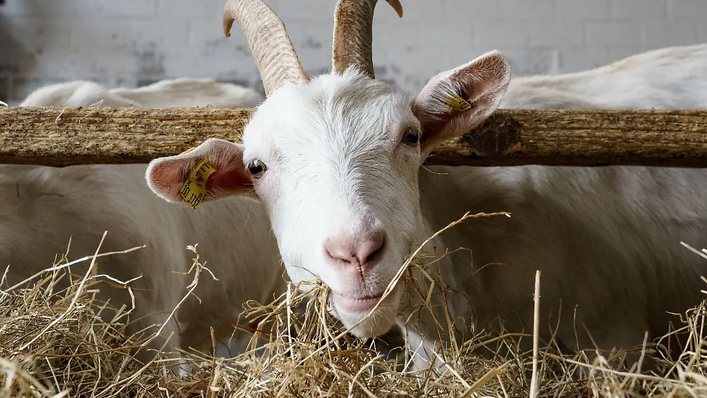 Eine-Ziege-der-Rasse-weisse-deutsche-Edelziege-steht-in-ihrem-Stall