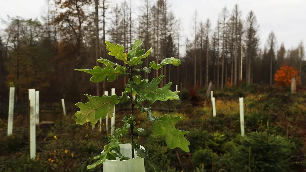 Ein-Eichensetzling-waechst-aus-einer-Schutzhuelse