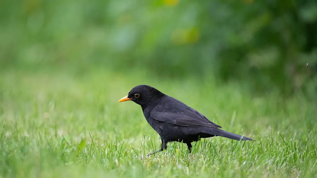 Eine-Amsel-sucht-auf-einem-Sportplatz-nach-Futter