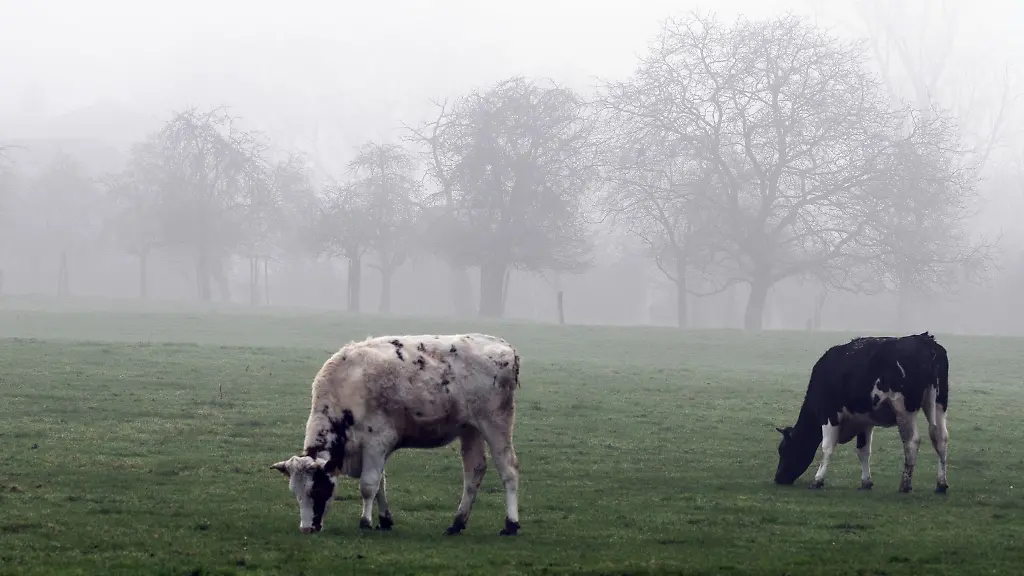 Kuehe-stehen-auf-ihrer-Weide-im-Nebel