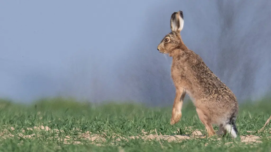 Ein-Feldhase-laeuft-ueber-einen-Acker