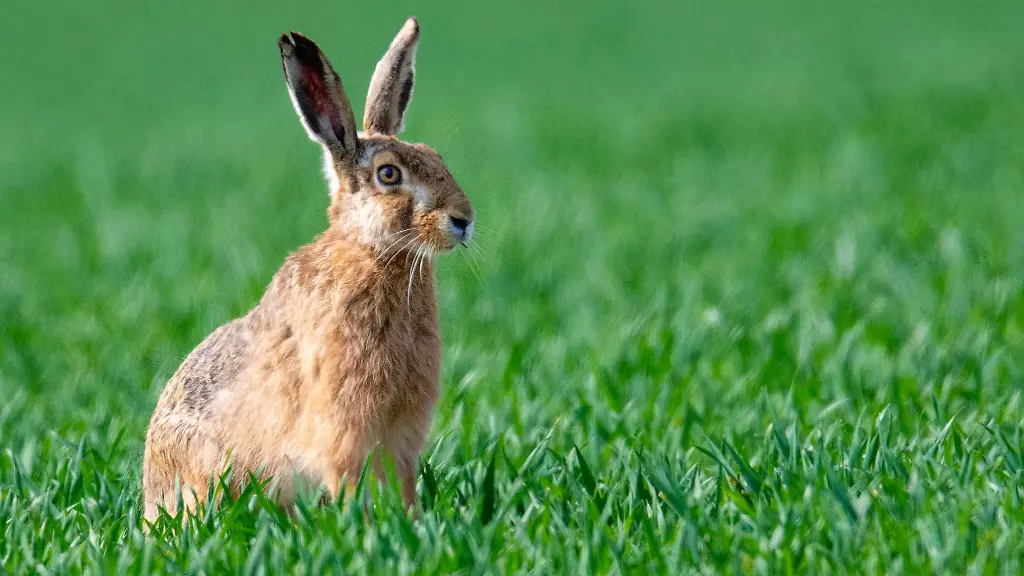 Ein-Feldhase-sitzt-auf-einem-Acker