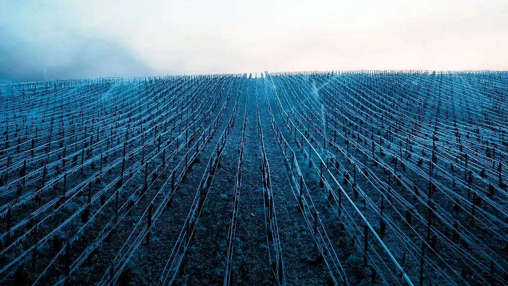 In-einem-Weinberg-wird-Wasser-versprueht-um-bluehende-Knospen-und-Blueten-vor-dem-Frost-zu-schuetzen