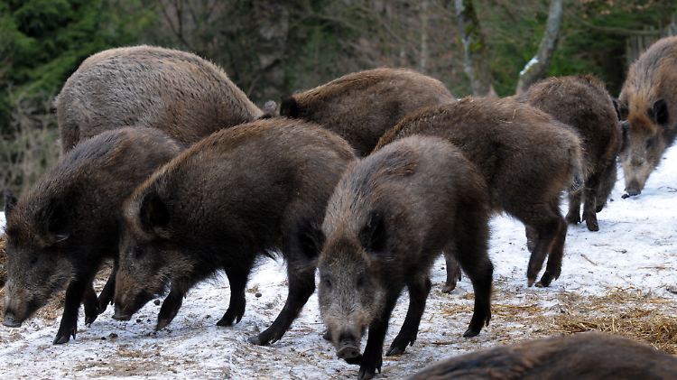 Zu den potenziellen Risikogruppen gehören insbesondere Waldarbeiter, Schweinezüchter und Schlachthofmitarbeiter.