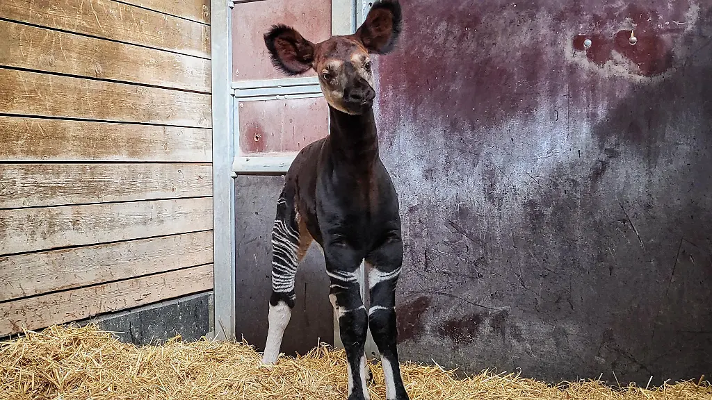 In-der-Stuttgarter-Wilhelma-ist-erneut-ein-Okapi-Kaelbchen-geboren-worden