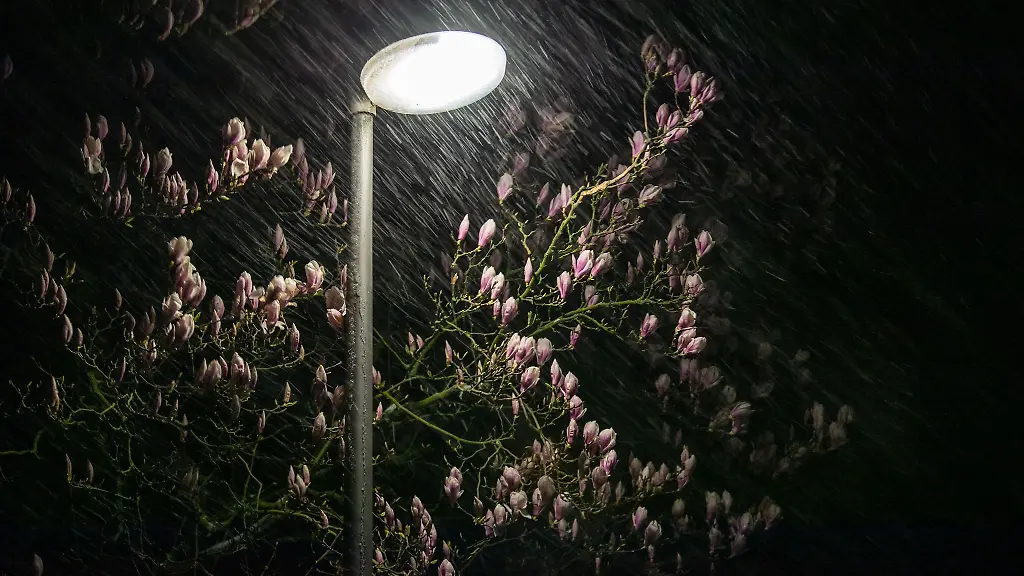 Eine-Magnolie-steht-hinter-einer-Strassenlaterne-in-Bad-Oeynhausen