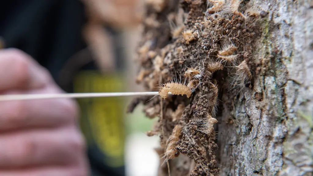 An-der-Rinde-einer-Eiche-befindet-sich-das-Gespinst-des-Eichenprozessionsspinners