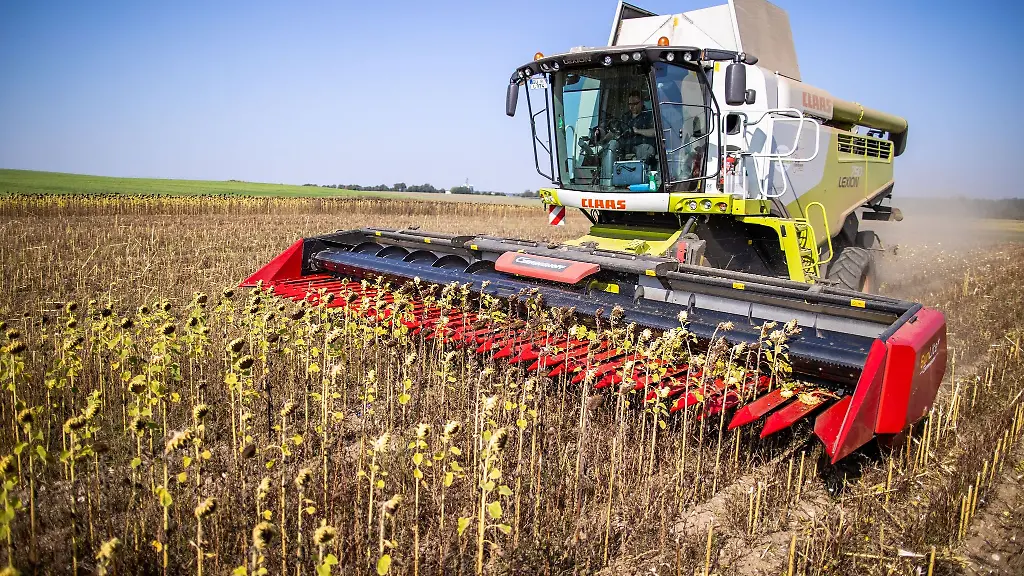 Maehdrescher-ernten-auf-einem-Feld-Sonnenblumen-fuer-die-oekolgische-Futtermittelproduktion