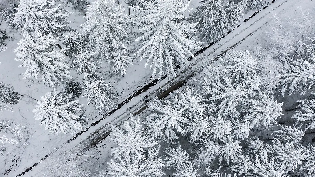 Ein-Nadelwald-ist-mit-Schnee-bedeckt