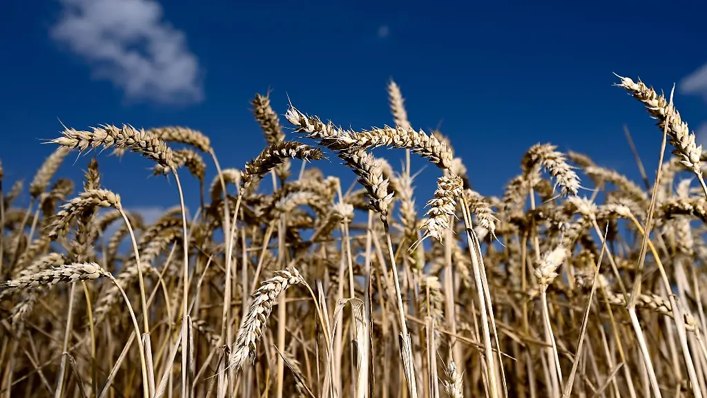 Erntereifer-Weizen-leuchtet-auf-einem-Getreidefeld