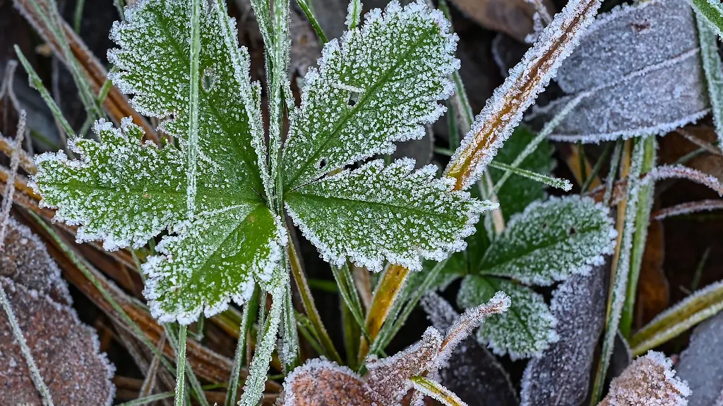 Blaetter-und-Pflanzen-in-einer-Wiese-sind-am-Morgen-mit-Raureif-bedeckt