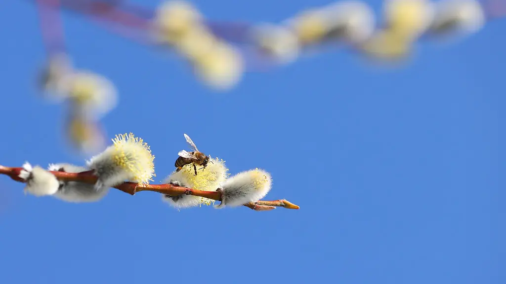 Eine-Biene-sammelt-auf-im-Sonnenschein-stehenden-Palmkaetzchen-Bluetenstaub