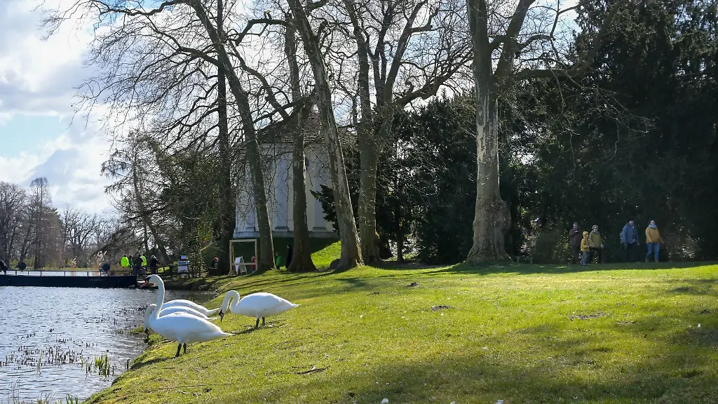 Schwaene-stehen-am-Ufer-des-Sees-im-Park-im-Dessau-Woerlitzer-Gartenreich