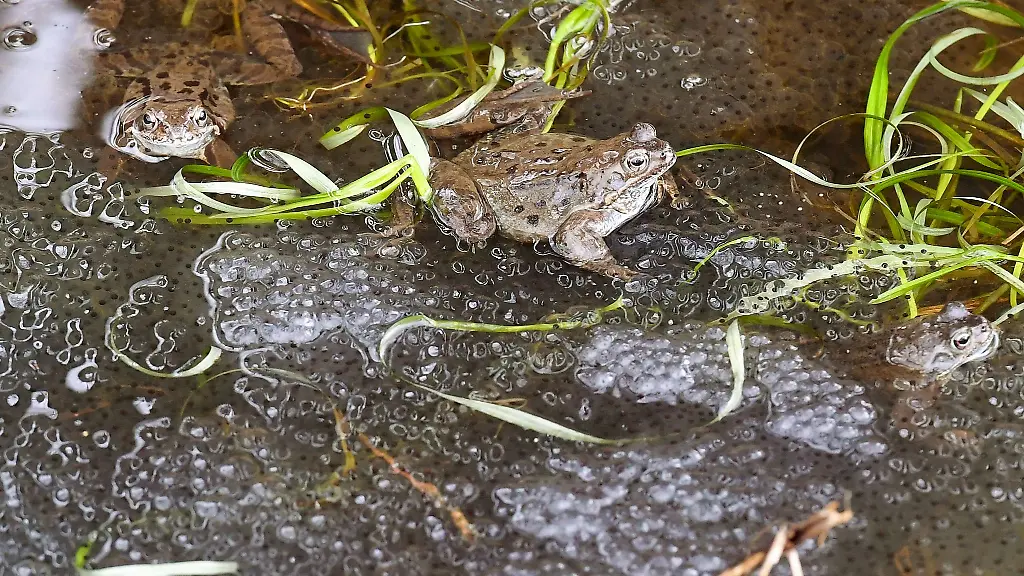 Der-Laich-von-Grasfroeschen-liegt-bewacht-von-Grasfroeschen-in-einem-Wassergraben-nahe-einer-Strasse