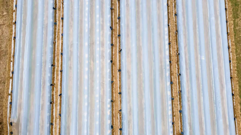 Spargel-waechst-unter-Folien-auf-einem-Feld-vom-Spargelhof-Wagner