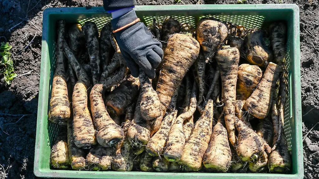 Auf-den-Feldern-vom-Biogemuesebetrieb-Florahof-in-Bornim-werden-Pastinaken-geerntet
