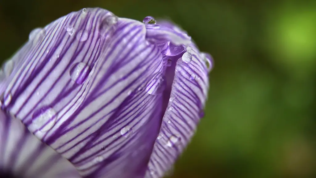 Krokusse-stehen-in-einem-Garten-im-Regen
