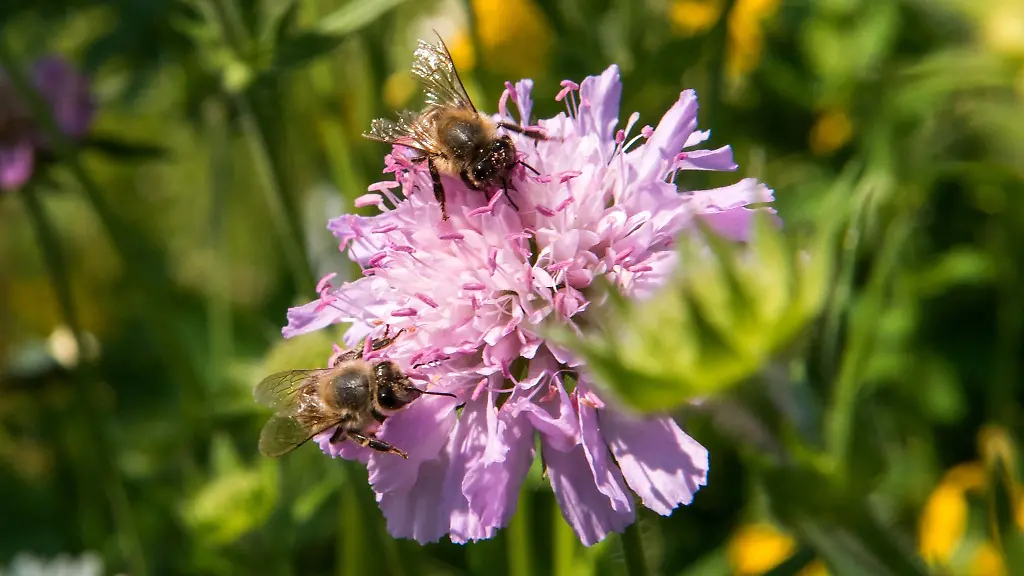 Zwei-Bienen-sitzen-auf-einer-Wildblume