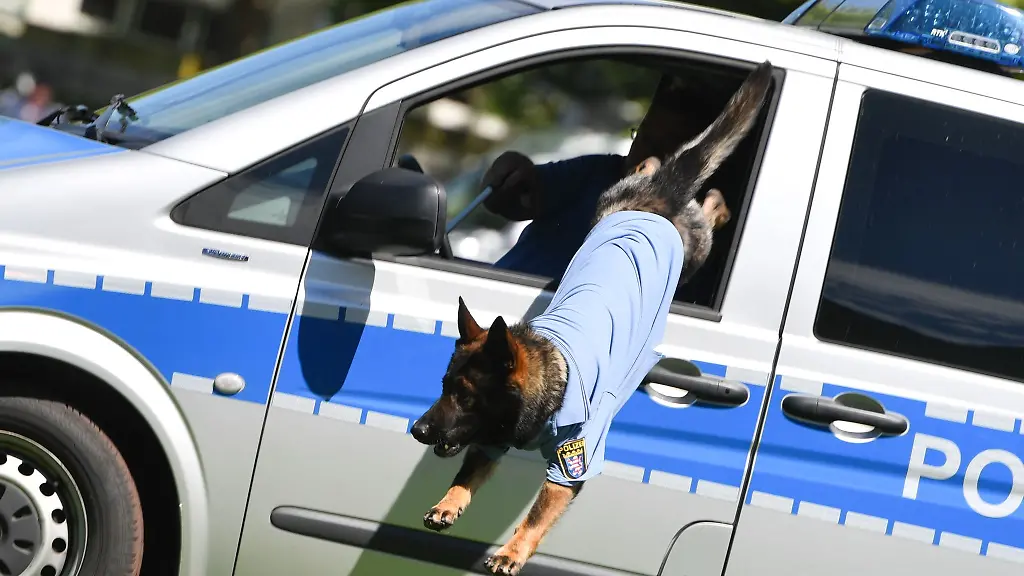 Ein-Polizeihund-springt-aus-einem-Fahrzeug