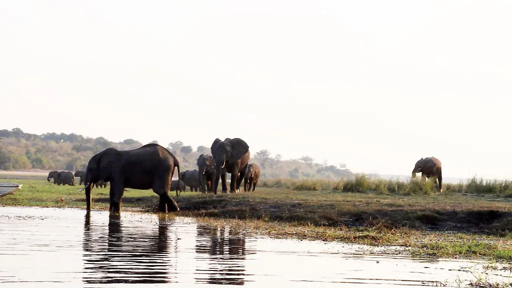 Namibia-und-das-benachbarte-Botsuana-galten-jahrzehntelang-als-eine-Art-Vorreiter-beim-Tierschutz-Doch-die-dramatischen-Trockenperioden-der-vergangenen-Jahre-haben-zwischen-Bevoelkerung-und-Wildtieren-einen-immer-staerkeren-Wettlauf-um-den-kostbaren-Lebensraum-ausgeloest