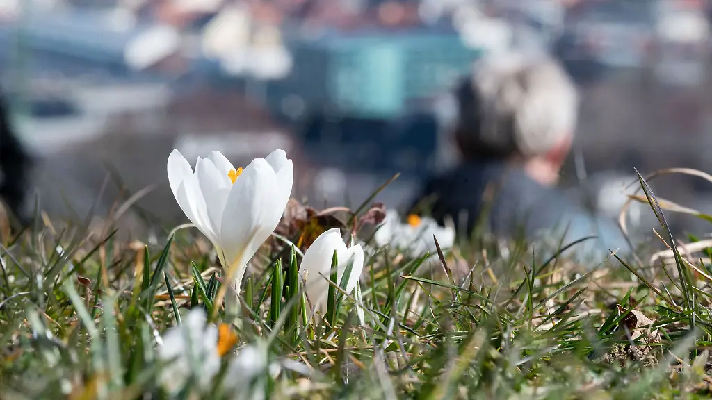 Ein-weisser-Krokus-blueht-auf-einer-Wiese