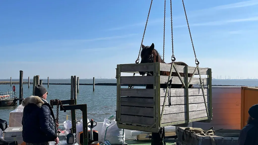 Eine-Stute-wird-in-einer-Transportbox-auf-den-Anleger-am-Hafen-der-Insel-Baltrum-gehoben