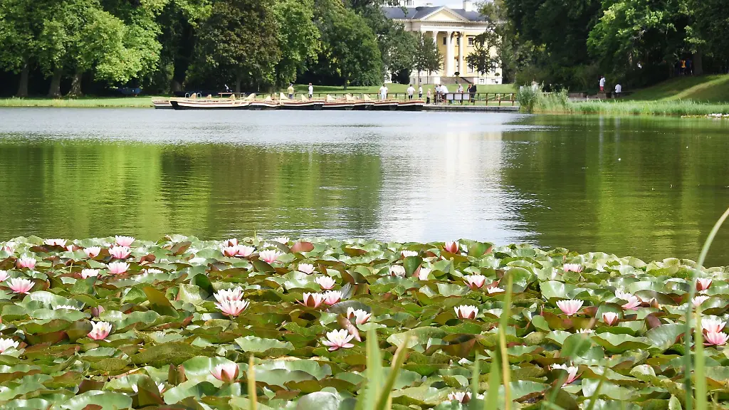 Seerosen-bluehen-auf-dem-Woerlitzer-See-im-Dessau-Woerlitzer-Gartenreich-vor-dem-Schloss