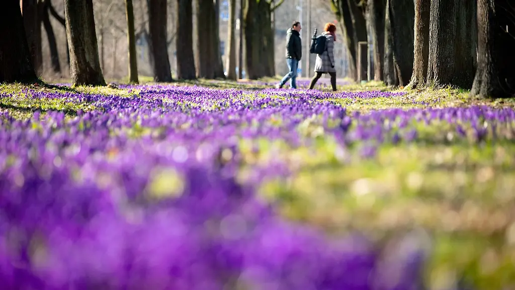 In-einer-Allee-bluehen-lila-Krokusse
