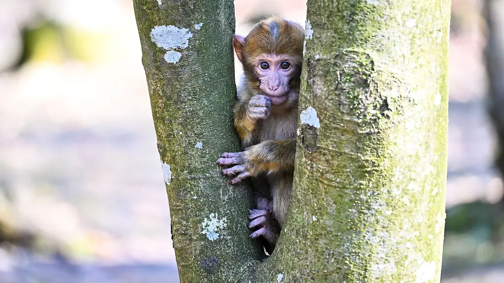 Ein-Berberaffen-Jaehrling-sitzt-auf-einem-Baum