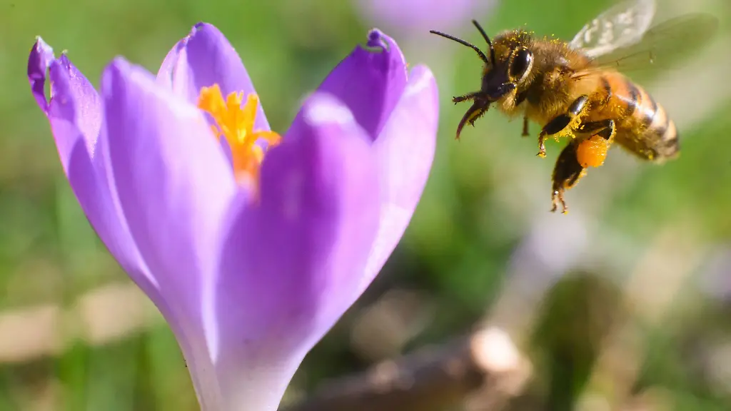 Eine-Biene-fliegt-neben-einem-Krokus