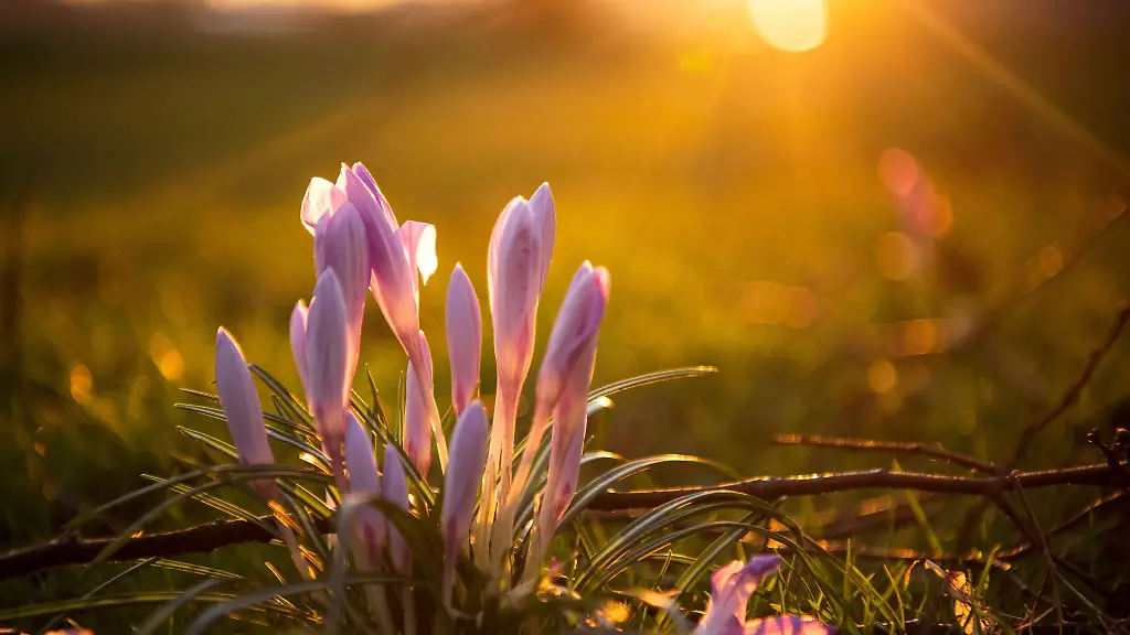 Krokusse-stehen-im-Morgenlicht-auf-einer-Wiese