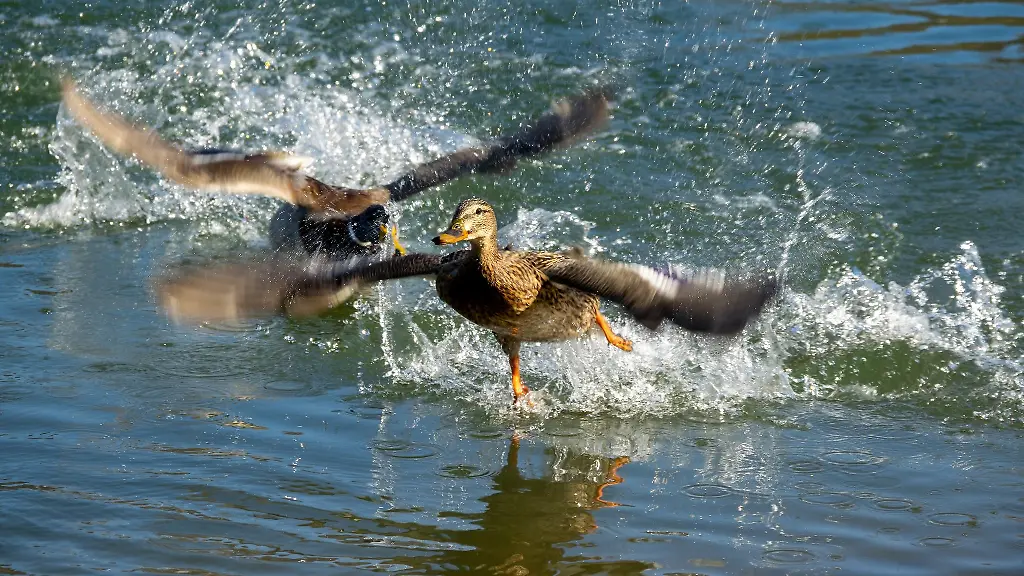 Enten-auf-der-Sauer-bei-Ralingen