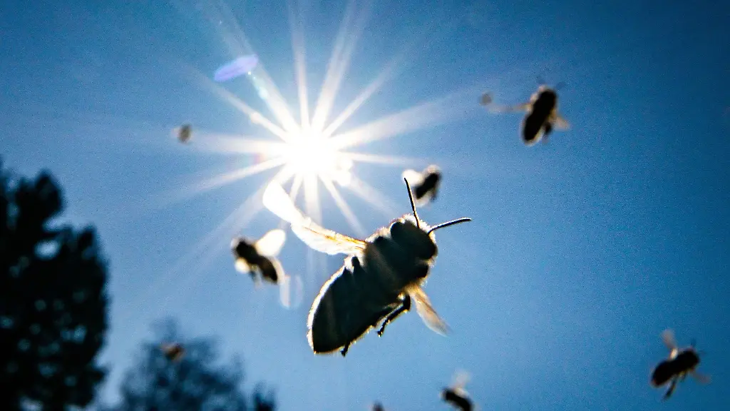 Bienen-fliegen-auf-dem-Frankfurter-Lohrberg