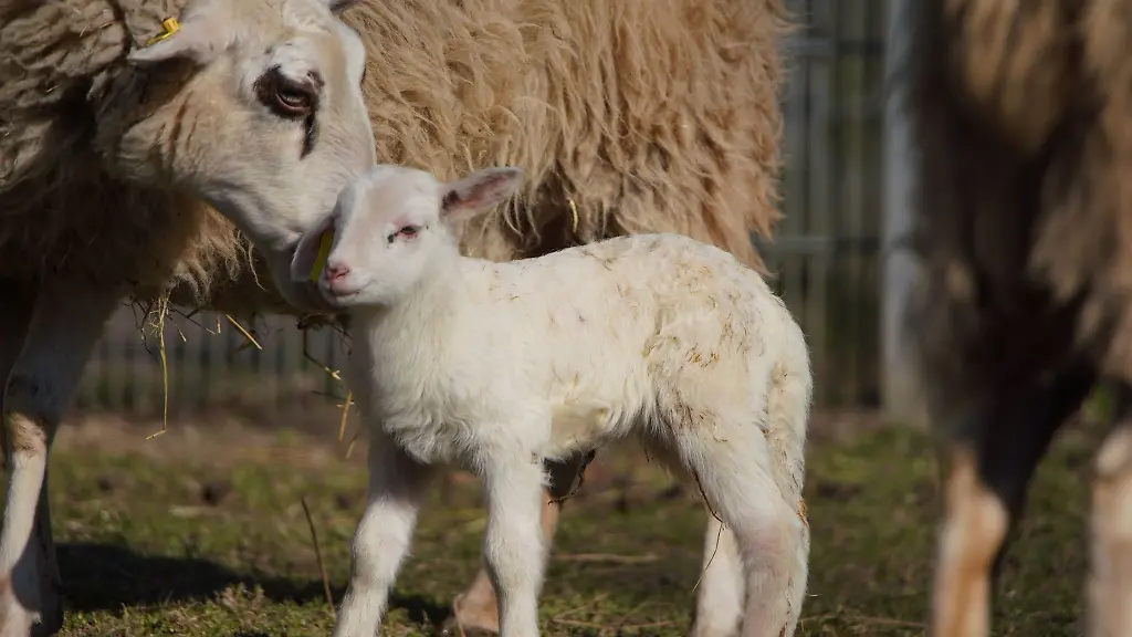 Ein-Lamm-steht-im-Zoo-von-Kleve