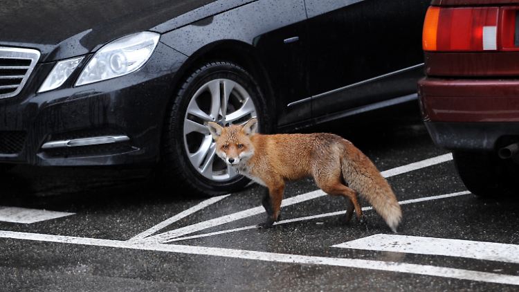 Ein Stadtfuchs in Berlin.