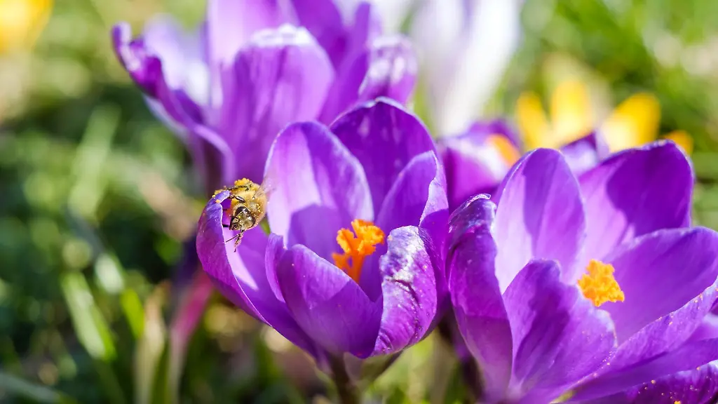 Eine-Biene-sitzt-bei-Sonnenschein-auf-einem-Krokus