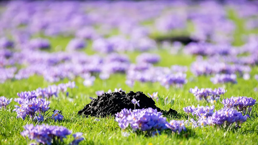 Krokusse-auf-einer-Wiese