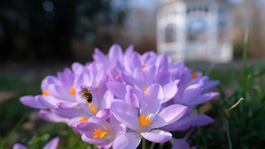 Krokusse-bluehen-auf-einer-Wiese