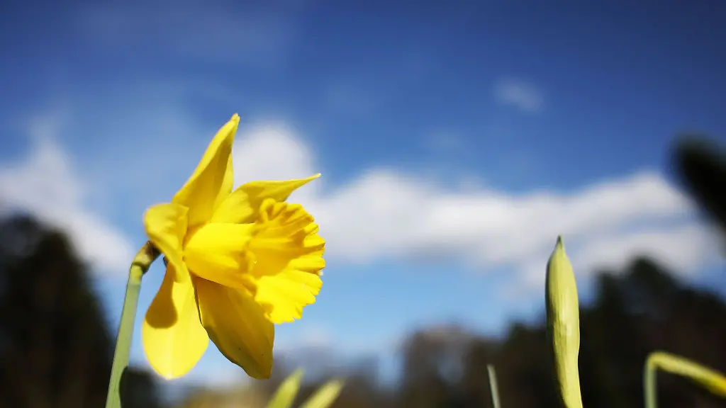 Eine-Narzisse-blueht-im-Botanischen-Garten-der-Stadt-Koeln