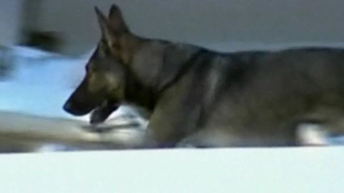 Suchhund.jpg