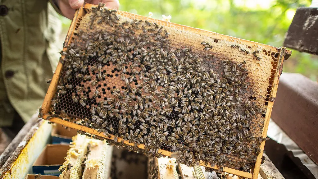 Ein-Imker-kontrolliert-seine-Bienenvoelker