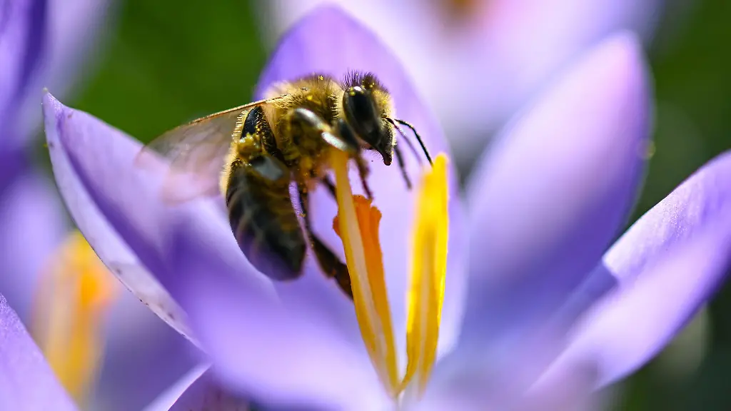 Eine-Honigbiene-hat-sich-auf-dem-Bluetenstempel-eines-bluehenden-Krokus-niedergelassen