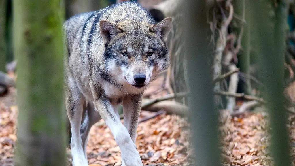 Ein-Wolf-Canis-lupus-streift-im-Tierpark-Hexentanzplatz-durch-sein-Freigehege